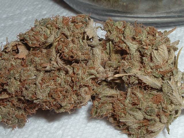This is a closeup of the same bud.