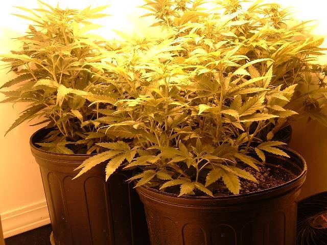 A shot of the two younger plants in the growbox. Theu were put on 12/12 on Nov 26.