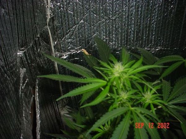 Better Pictures. She's only been flowering since 09-01 and these were taken on the 12th. 