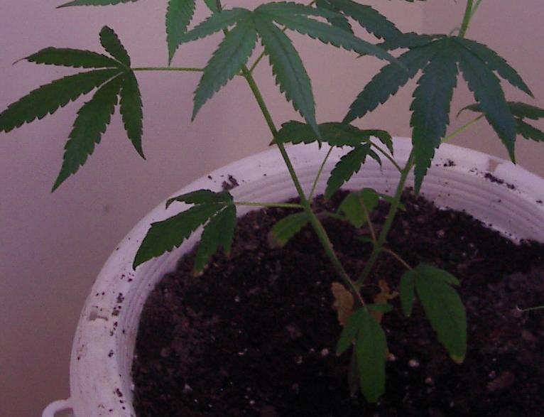 This is when the one started to split into the 2 identical stalks.