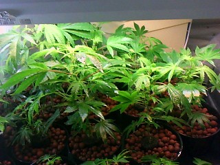 10 to 12 klones ready for flower lights got them full of white hairs and start smelling