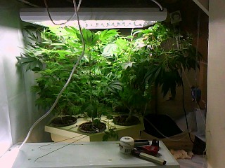 Bloody brutish for the low lighting only 192 watts by the way it can be done effiectly just a little slower but im not in areal hurry this is a learning run into hydroponics for me its quite an easy transition it has been cool
