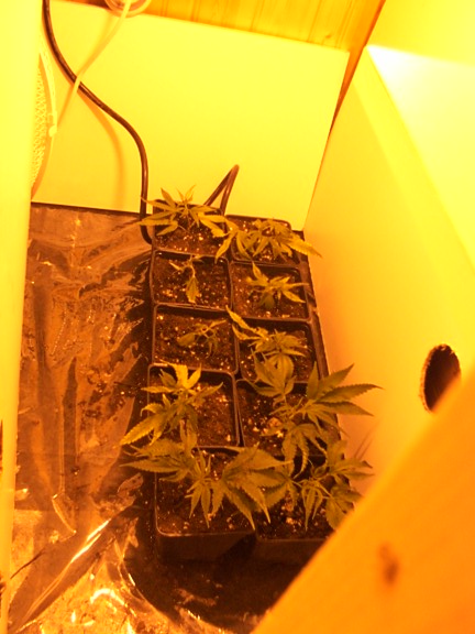 Just arrived, 10 clones that will come to 6. The stress seemed too much for 3 of them. Another will be removed for use as a mom.