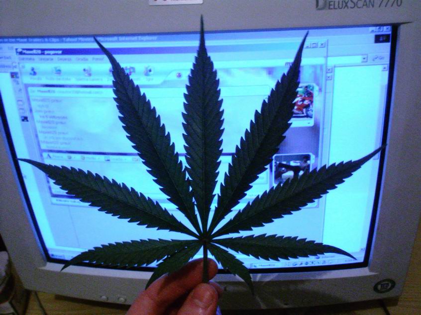 This is a huge and healthy leave from my growroom