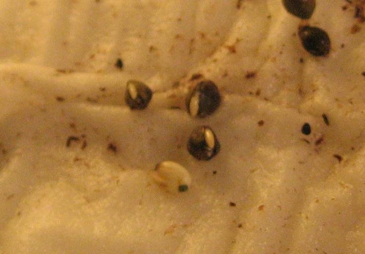 Sprouting my seeds in moist tissues. I put the wet tissues in a ziplock bag to keep the moisture in. Most of them developed roots in 24-48 hours.
