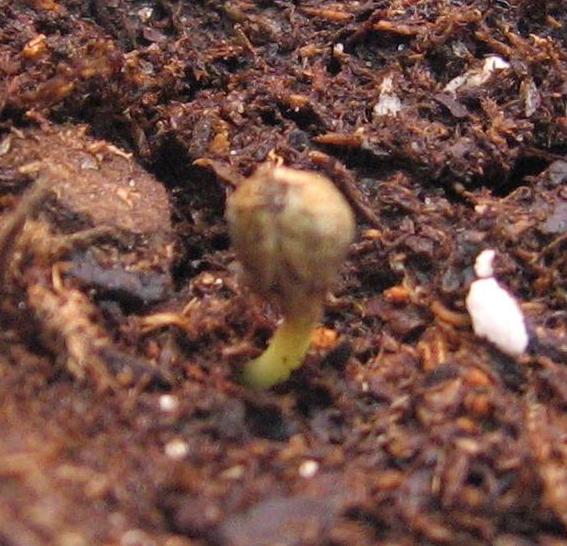 Young seedling breaking through the surface