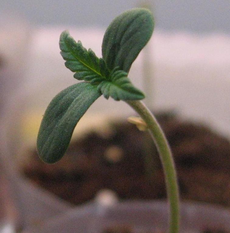 Different angle of seedling in first week of vegetative state, leaves growing larger and greener