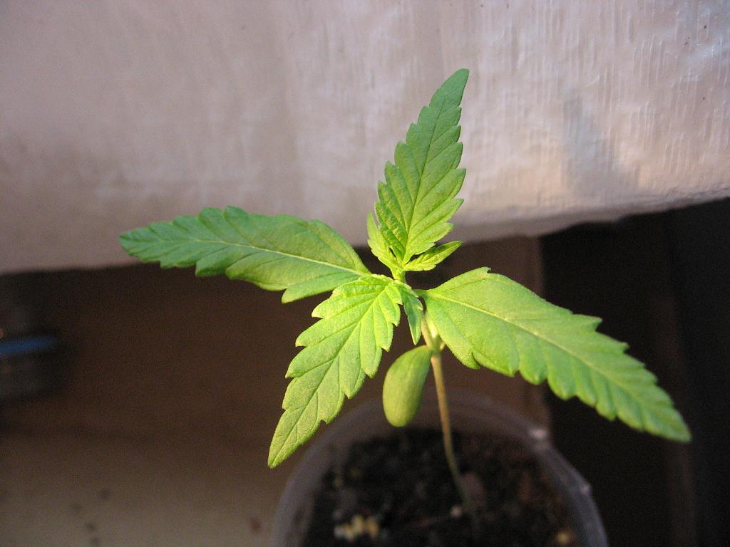 Small set of four leaves showin' up