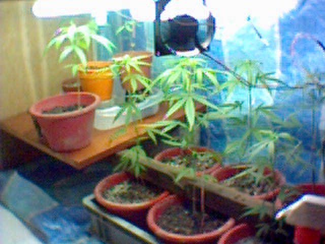 another picture after transplant. using 2 circular floro = ~66watt and ventilation. Temp around 30 celcius. 