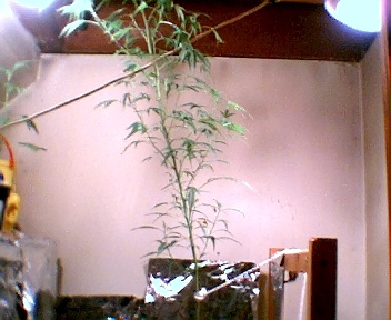 The big White Rhino plant died, she died because someone called me up saying yout F***** if you dont get the plant out so I took it too a buddys and than I got it back 1 day later cause I figured someone giving me a hard time, so I brought her back and she just died off. 