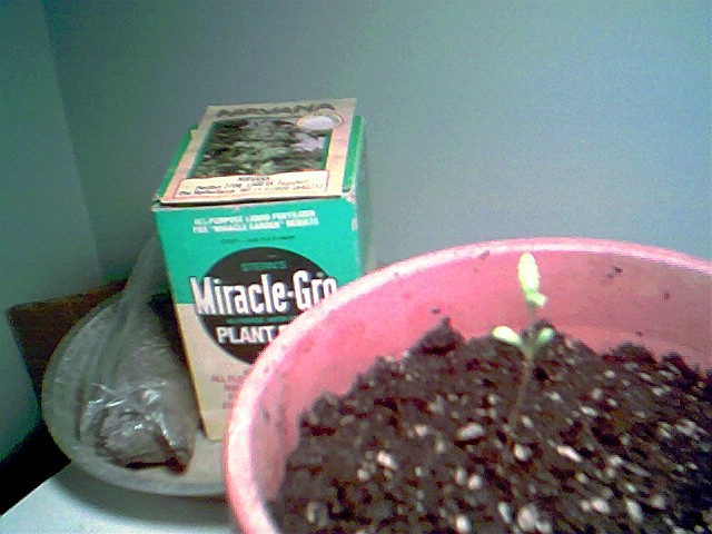 This plant is 3 days old it is getting bigger, I LOVE growing