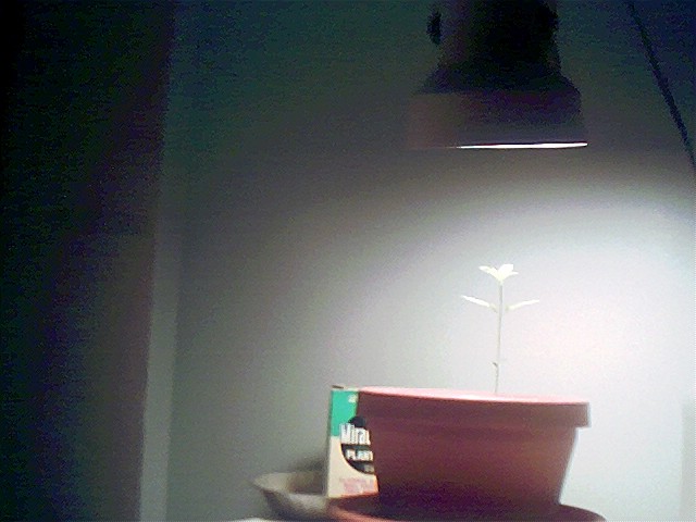 A far view of my plant and it is 8 days old today pritty BIG for 8 days