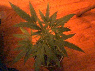 This is a good looking plant it is about 2 weeks now 12 hour lights and there are white hairs growing on all 3 of the clones and their buetiful 