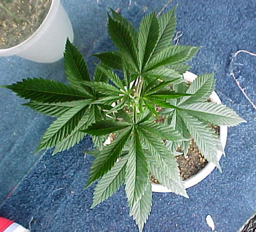  a top view of the plant, i just pruned them yesterday