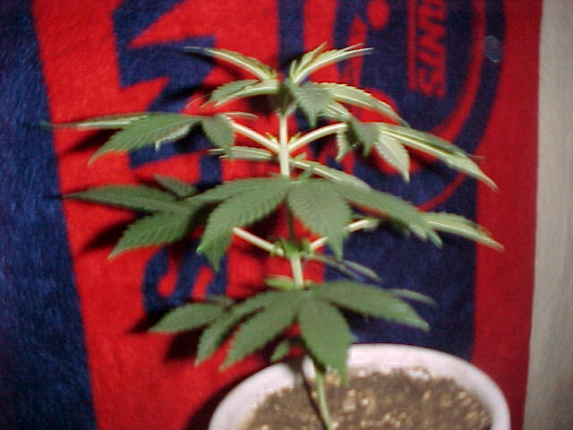this is the kind bud at 5 1/2 weeks 