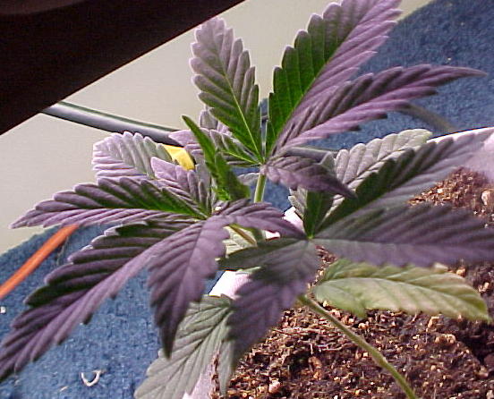 just a close up of the middies(notice the yellow leaves on the bottom)