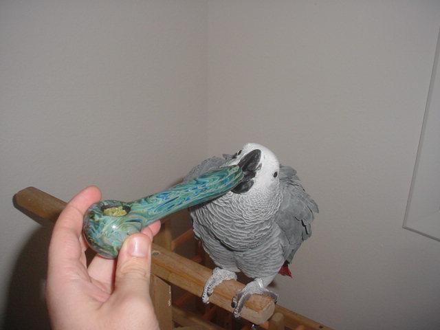 He loves to get stoned!