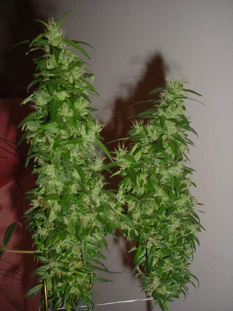 sativa plant's 2 colas. they have a very pungent smell. Very sweet with a hint of citrus
