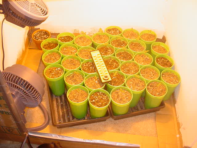 This picture shows how things are setup inside the box. The small pot in the back left contains some spearmint sprouts that I'm trying to get established. There is an exhaust fan on the ceiling in the back left corner and an intake hole cut in the bottom right corner below the door. There are 32 seedlings total. 30 fit into the trays but I moved 2 because the fan blew too hard on them when it turned their way. The fan on the floor oscilates and the other fan is hanging so it blows up under the reflector right at the bulb. This was the only way I could get the temps at or below 80F(got this tip from a fellow GK'er).