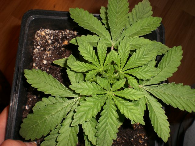 This is my polyploidy  She has 3 leaves, longer to bud, better to smoke