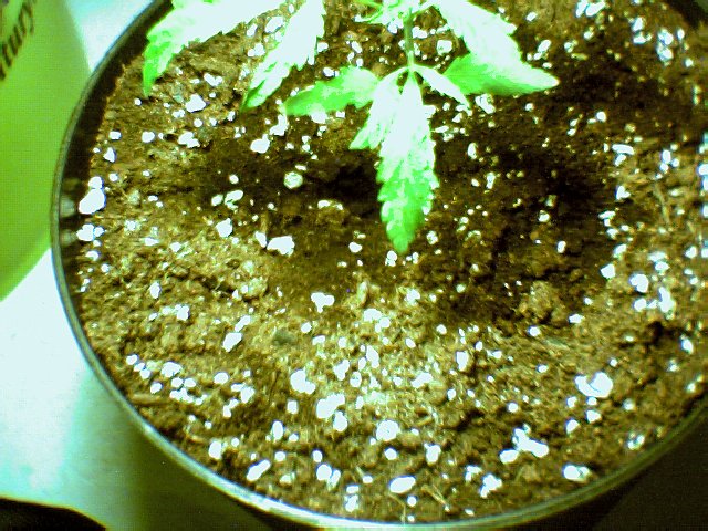 another picture of the retarted haze