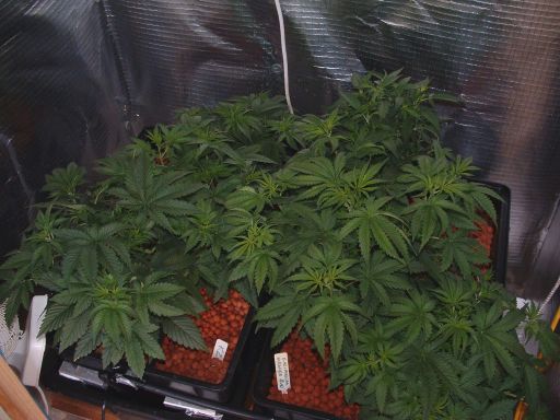 they have filled out over the last week