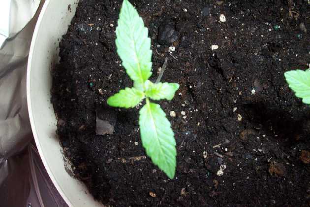 just a top view