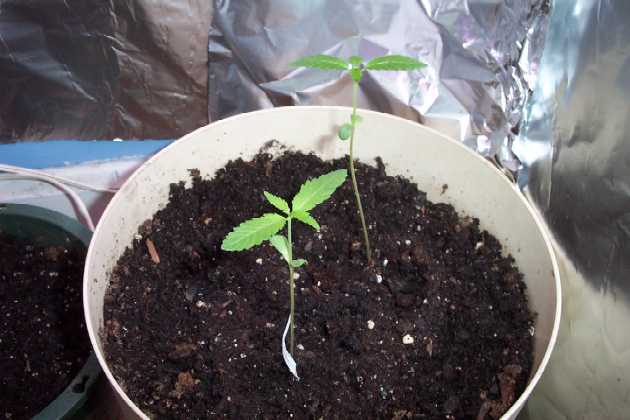 i figure i'll move one plant into a different pot sometime int he next week