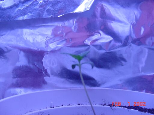 This is a closeup shot of plant #2.
