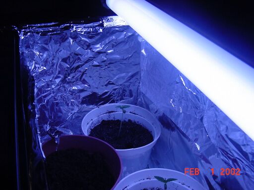 This is a shot of plants 1, 2, and 4.  Plant 4 hasnt sprouted yet and i think its a dud so im gonna germinate a couple more seeds and plant another.  Plant 1 is the far one, 2 is the one at the bottom where you can only see a little of it and plant 4 is to the left (its the one where nothing has sprouted yet.) 