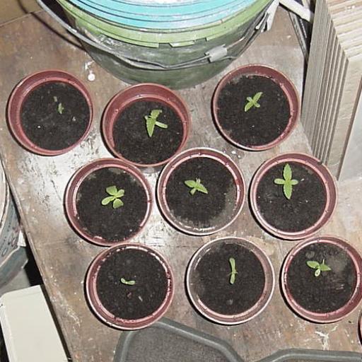 Heres another shot of nine seedlings in little pots wait'n to grow up and be transplanted in the woods...
