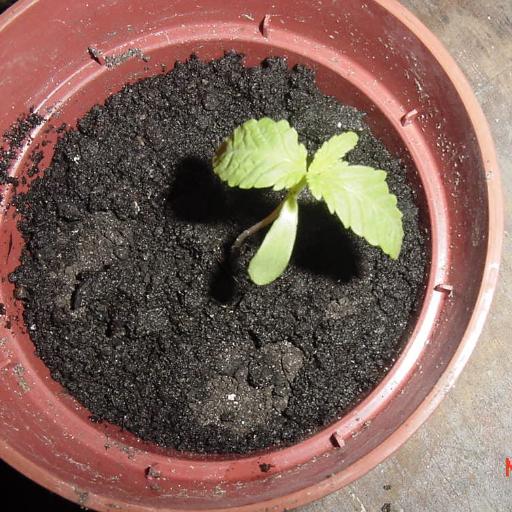 Just an overhead shot of a seedling..