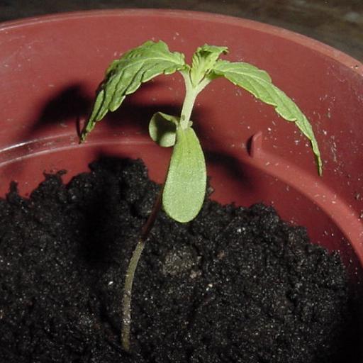 Just a shot of a seedling....