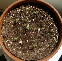 All six of my little ones have come out and are looking fine.  I've set up my little lamp and I'm extending their day by about five hours now.  They get natural light from sunrise until 6:00pm, then they get put under the lamp until midnight.  I realize most people give them 24 hours from sprouting until they're ready to force budding, but there's millions of years of evolution telling these plants that there should be a 