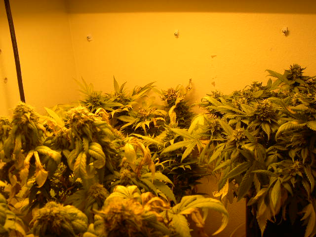 Here's a group shot of 3 LST plants at 6 weeks of flowering.