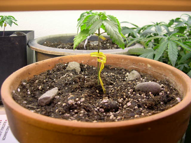 After adding a few rocks on the topsoil I lightly water to help the young plant settle in to the new environment. Then it's back under the lights. The next week or so will be an adjustment time for these plants, so I'm expecting to see slightly stunted upper growth for a bit. It is important during this time not to over-water, as the soil is thoroughly prepared and moistened. I will wait until the soil completely dries out before I water again, and this is because I want the roots to start exploring the new terrain.