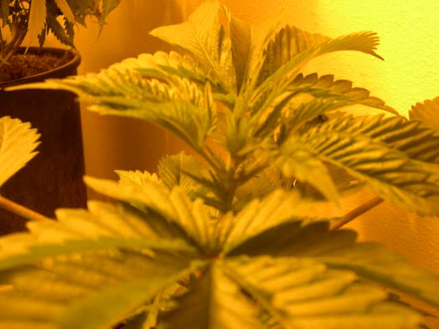 This is the fastest growing of the 3 Northern Lights, named 'A'. Alternating nodes have just started, and it's looking a bit man-ish. Time for 12/12 to determine sex.