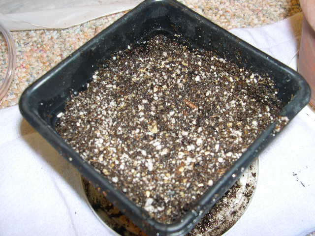 I cover the seedling with a thin layer of soil, just enough so I can't see it anymore.