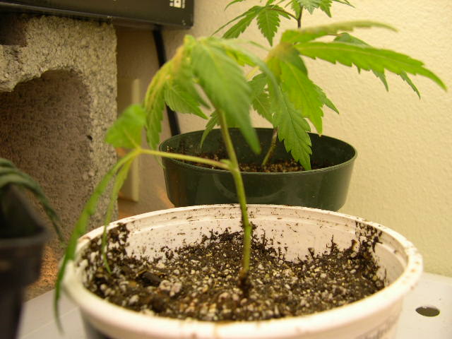 This branch took a week longer before growing its roots enough for a transplant into BG Seedling Mix.
