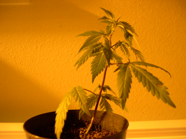 After two weeks of 24-hour light this clone is showing new growth. This means the roots have taken to the soil and are beginning vegetative growth.