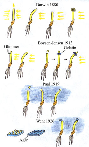 Darwin to Went