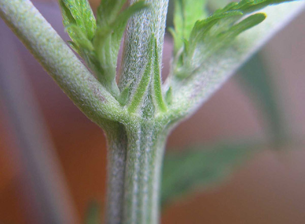 This is the only female of the three Northern Lights 5 seeds I germinated. I have named her 'Larenta' after the Roman earth goddess. She is showing pistils after almost 2 months of 24-hour veg. She was germinated on February 24th.