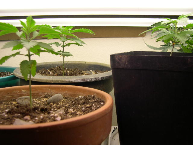 These are not yet sexually mature, but I'm keeping them moist and un-stressed to encourage females.