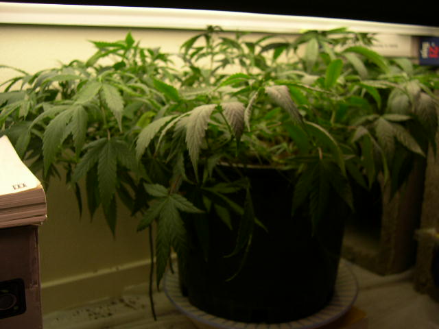 Gaia is a plant I grew from seed. She was germinated on December 19th. She is a species bred by an organic cultivator, and it is named after her: 'Martha Super Dank'. I am very excited to see how this one does. This plant may be returned to the cultivator of the strain for breeding.