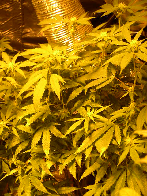 2 weeks flowering