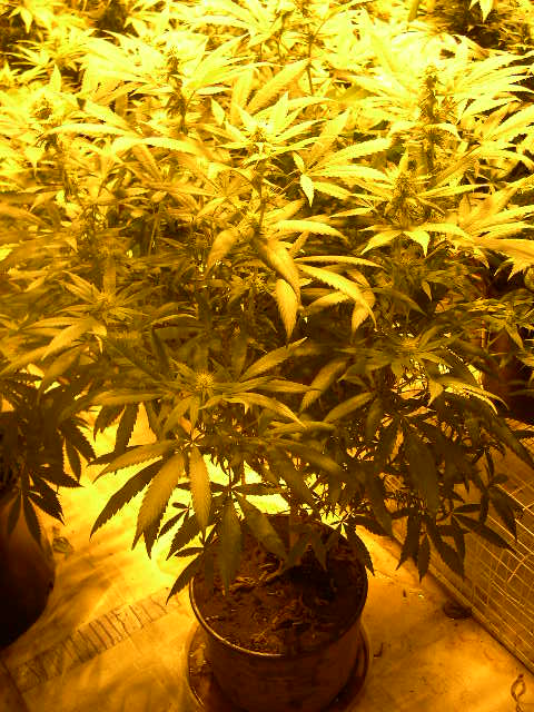 Flowering 2 weeks