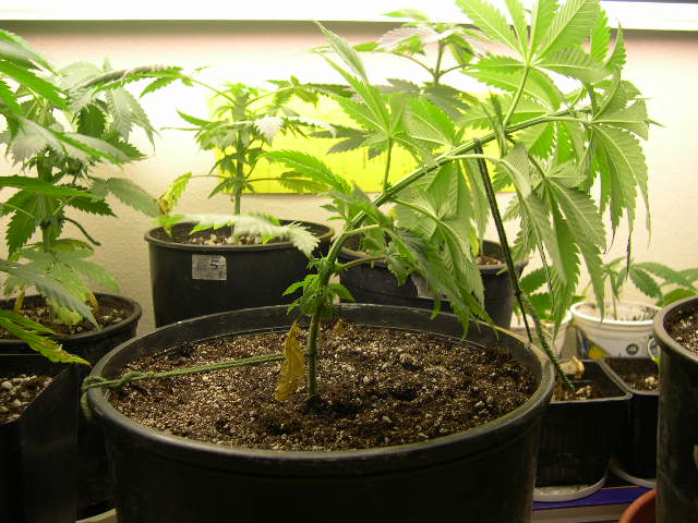 I transplanted this one into a 3-gallon pot, and started Low-Stress Training (LST). This plant will provide clones for the next round of flowering in a month or so. This training will encourage the lower nodes to start elongating branches for future cuttings.