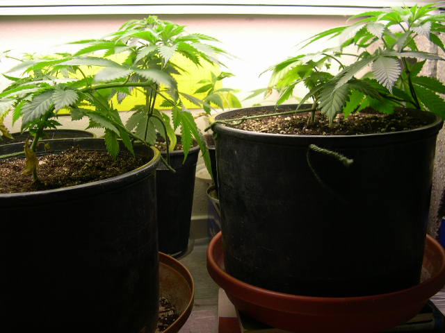 These two adjusted again after 5 hours. I'll train them just a little more at this point to bring their main stems horizontal. I'll leave them for a few days to let the lower branches get extra auxin flowing, and then we'll see those branches elongate and reach for the light.