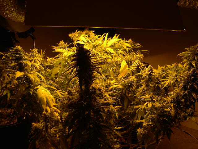 Garden temperatures are at 75F lights on and 65F lights off. I have air circulating in and out of the garden every 2 minutes, and oscillating fans blowing across the tops of the plants. This allows the flowers to be within 3