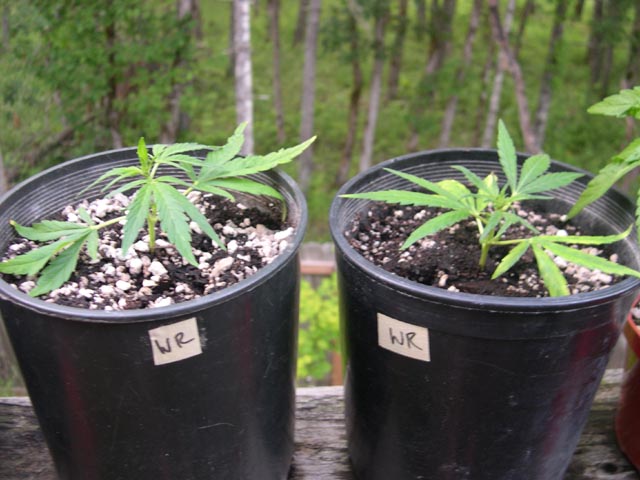 From the White Russian donor plant previously shown in the 7-gallon container.